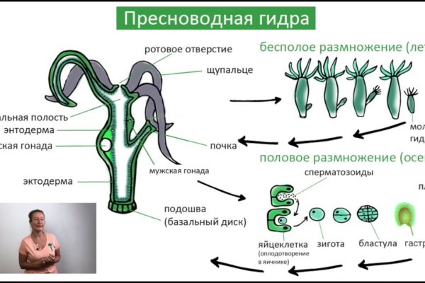 Почему в кракене пользователь не найден