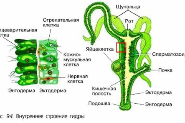 Ссылка адрес на кракен